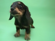 カニンヘン 子犬 ブラック＆クリーム 男の子 しずるの赤ちゃん 11/18生まれ