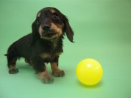 カニンヘン 子犬 ブラック＆クリーム 男の子 しずるの赤ちゃん 11/18生まれ