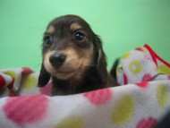 カニンヘン 子犬 ブラック＆クリーム 埼玉県・Ｙ様