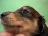 カニンヘン 子犬 ブラック＆クリーム 埼玉県・Ｙ様