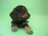 カニンヘン 子犬 ブラック＆クリーム 神奈川県・Ｙ様