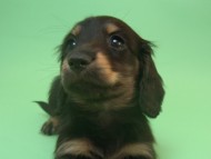 カニンヘン 子犬 ブラック＆クリーム 神奈川県・Ｙ様