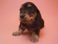 カニンヘン 子犬 ブラック＆クリーム 千葉県・Ｅ様