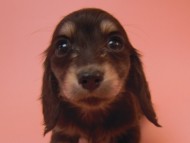 カニンヘン 子犬 ブラック＆クリーム 千葉県・Ｅ様