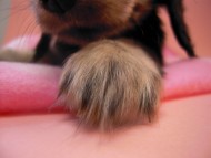 カニンヘン 子犬 ブラック＆クリーム 千葉県・Ｅ様