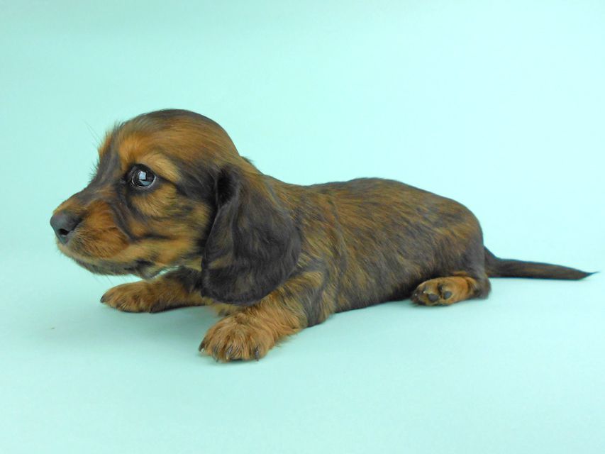 カニンヘンダックス キュリ & 竹千代の子犬 レッド 女の子(1) カニンヘンダックス キュリ & 竹千代の子犬 レッド 女の子(1)