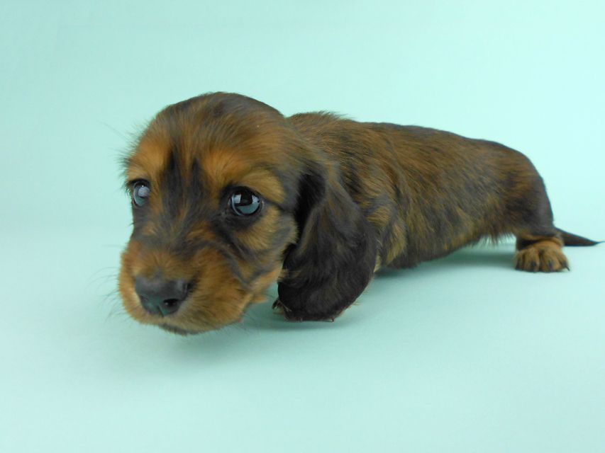 カニンヘンダックス キュリ & 竹千代の子犬 レッド 女の子(1) カニンヘンダックス キュリ & 竹千代の子犬 レッド 女の子(1)