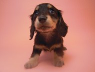 カニンヘン 子犬 ブラック＆クリーム 大阪府・k様