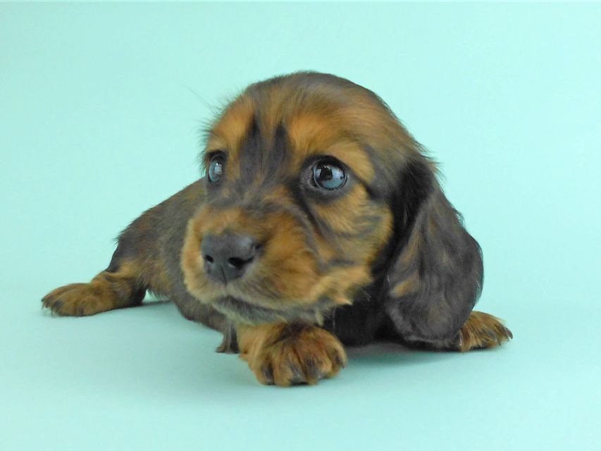 カニンヘンダックス キュリ & 竹千代の子犬 レッド 女の子(1) カニンヘンダックス キュリ & 竹千代の子犬 レッド 女の子(1)