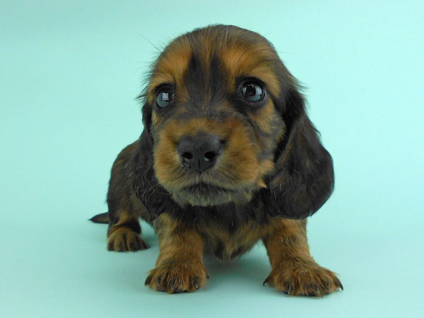 カニンヘンダックス キュリ & 竹千代の子犬 レッド 女の子(1) カニンヘンダックス キュリ & 竹千代の子犬 レッド 女の子(1)