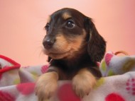 カニンヘン 子犬 ブラック＆クリーム 大阪府・k様