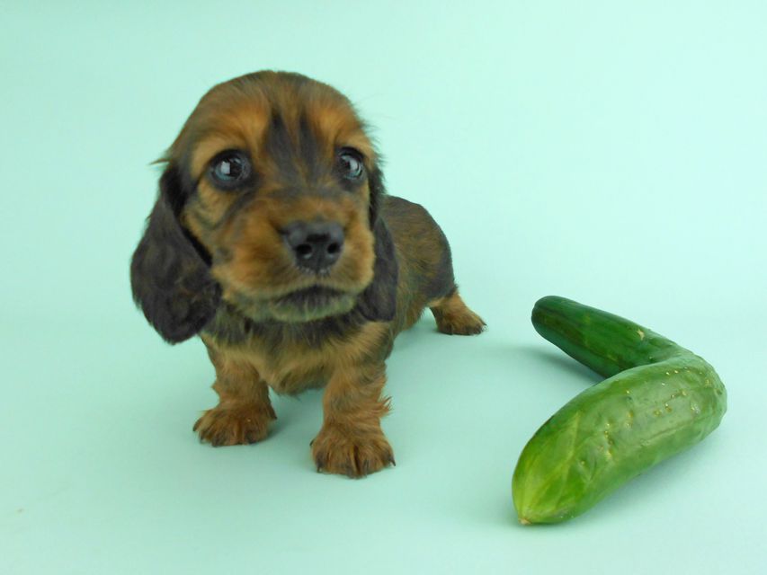 カニンヘンダックス キュリの娘とキュウリのツーショットDSCN1268 カニンヘンダックス キュリの娘とキュウリのツーショット