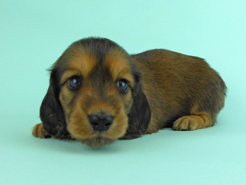 カニンヘンダックス キュリ & 竹千代の子犬 レッド 女の子（2）