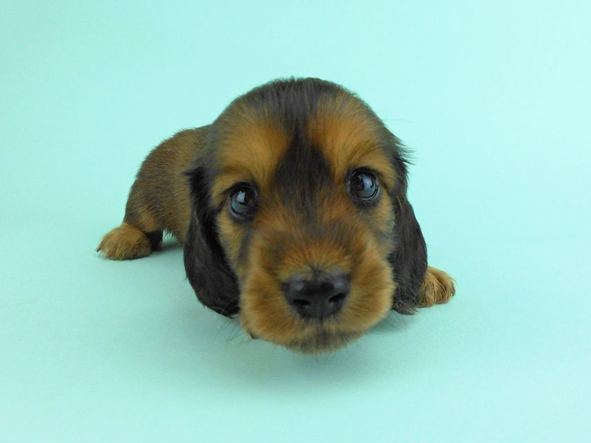 カニンヘンダックス キュリ & 竹千代の子犬 レッド 女の子（2）