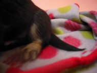 カニンヘン 子犬 ブラック＆クリーム 大阪府・k様