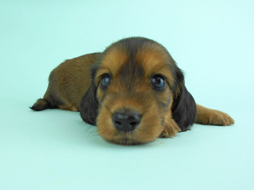 カニンヘンダックス キュリ & 竹千代の子犬 レッド 女の子（2）