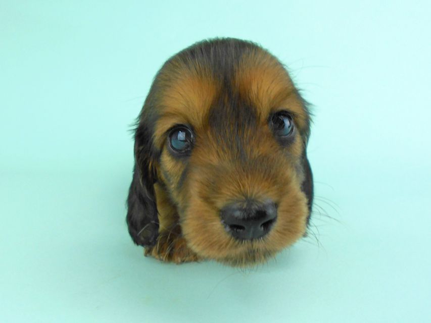 カニンヘンダックス キュリ & 竹千代の子犬 レッド 女の子（2）