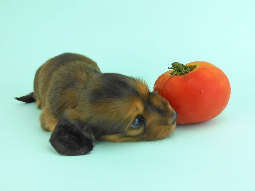 カニンヘンダックス キュリ & 竹千代の子犬 レッド 女の子（2）