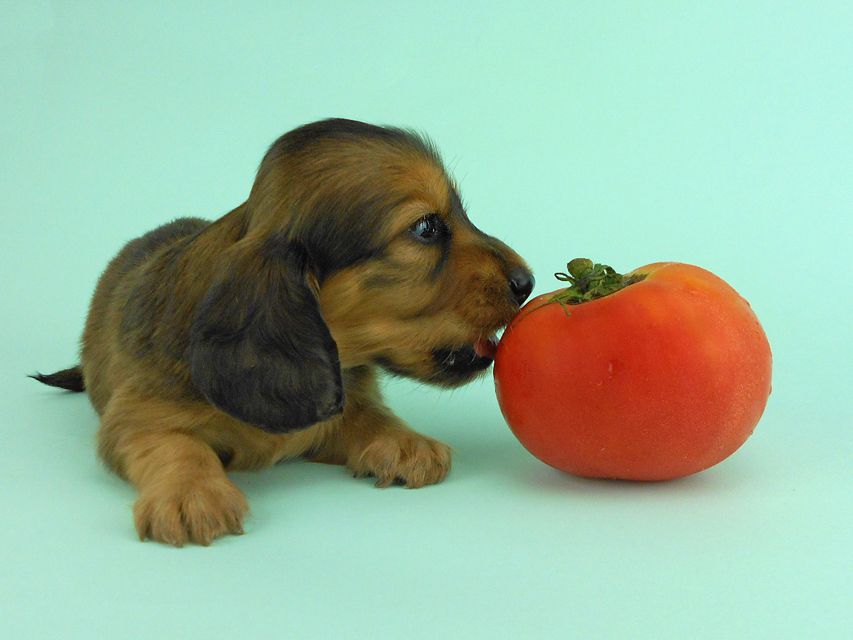 カニンヘンダックス キュリ & 竹千代の子犬 レッド 女の子（2）