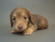 カニンヘン 子犬 クリーム 埼玉県・M様 カニンヘン 子犬 クリーム 埼玉県・M様