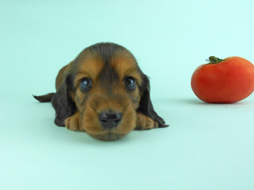 カニンヘンダックス キュリ & 竹千代の子犬 レッド 女の子（2）