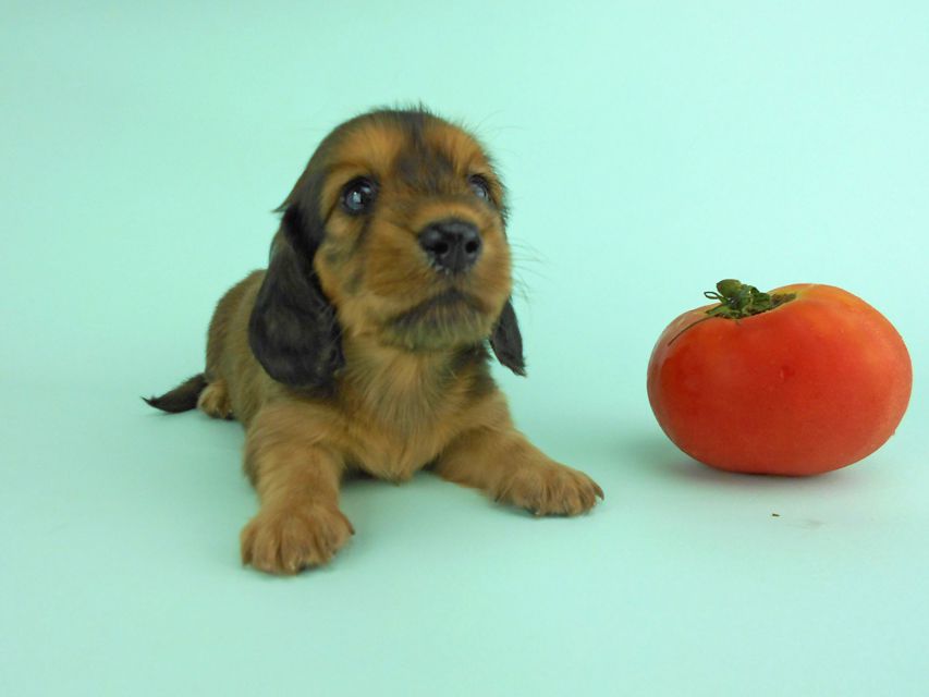 カニンヘンダックス キュリ & 竹千代の子犬 レッド 女の子（2）