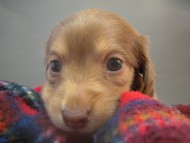 カニンヘン 子犬 クリーム 埼玉県・M様 カニンヘン 子犬 クリーム 埼玉県・M様