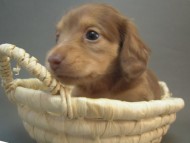 カニンヘン 子犬 クリーム 埼玉県・M様 カニンヘン 子犬 クリーム 埼玉県・M様