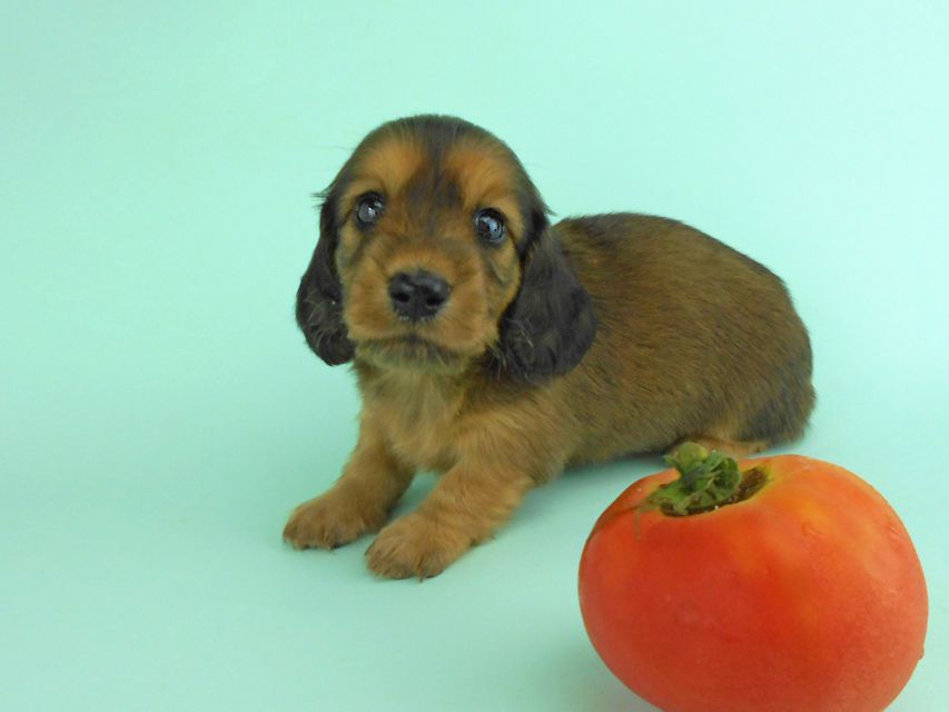 カニンヘンダックス キュリ & 竹千代の子犬 レッド 女の子（2）