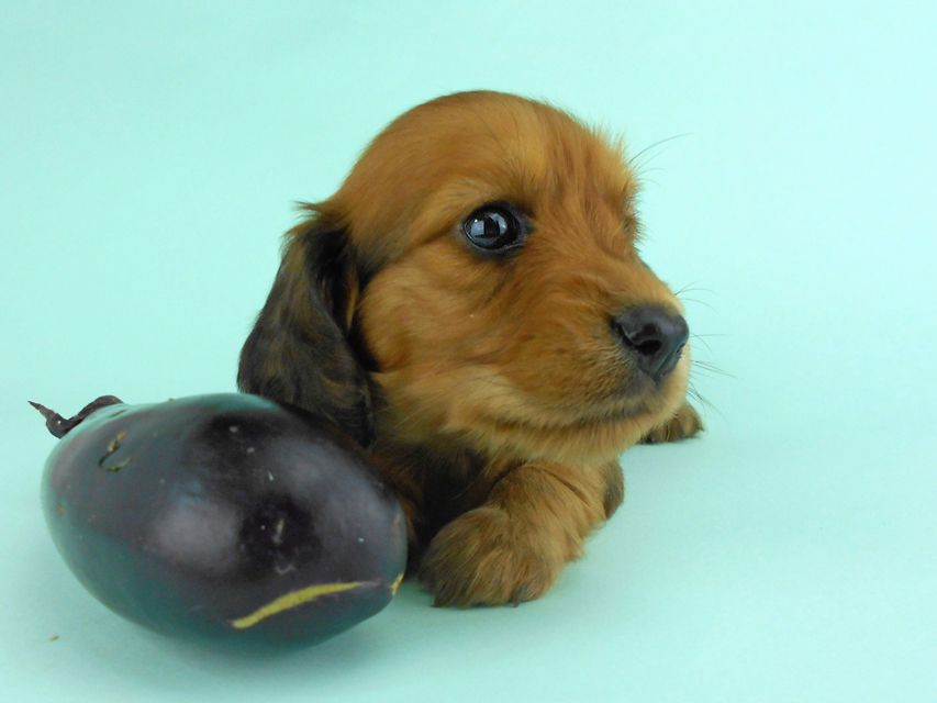 カニンヘンダックス キュリ & 竹千代の子犬 レッド 女の子(3)DSCN1317 カニンヘンダックス キュリ & 竹千代の子犬 レッド 女の子(3)