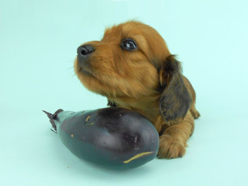 カニンヘンダックス キュリ & 竹千代の子犬 レッド 女の子(3)DSCN1318 カニンヘンダックス キュリ & 竹千代の子犬 レッド 女の子(3)