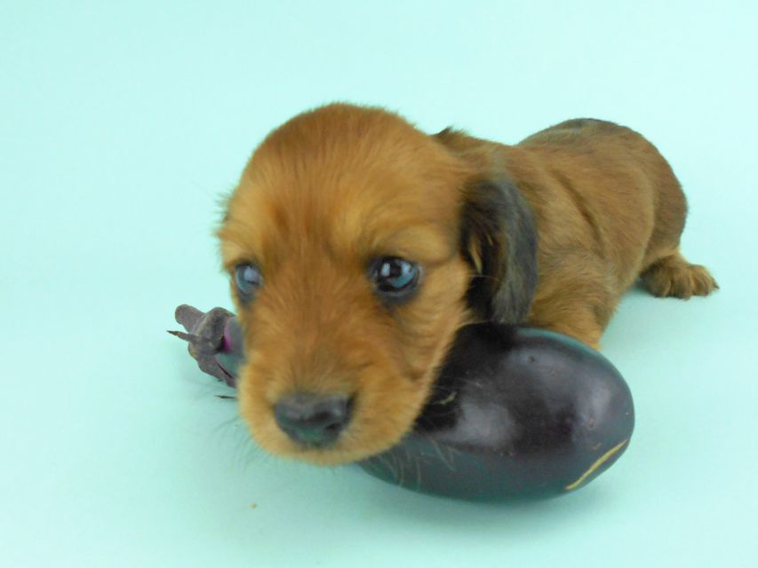 カニンヘンダックス キュリ & 竹千代の子犬 レッド 女の子(3)DSCN1319 カニンヘンダックス キュリ & 竹千代の子犬 レッド 女の子(3)