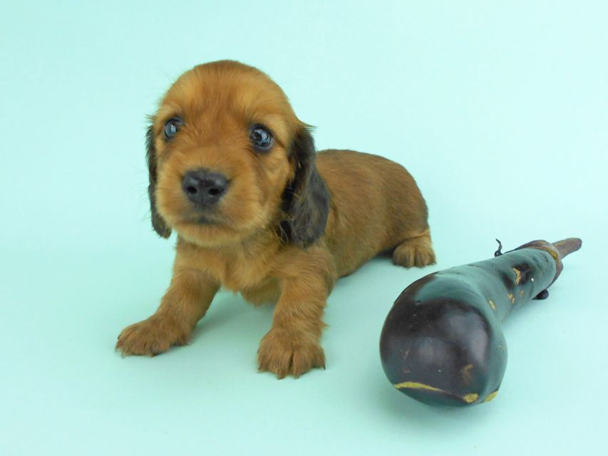 カニンヘンダックス キュリ & 竹千代の子犬 レッド 女の子(3)DSCN1320 カニンヘンダックス キュリ & 竹千代の子犬 レッド 女の子(3)