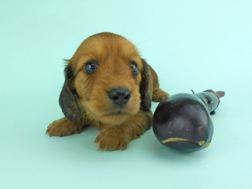 カニンヘンダックス キュリ & 竹千代の子犬 レッド 女の子(3)DSCN1323 カニンヘンダックス キュリ & 竹千代の子犬 レッド 女の子(3)