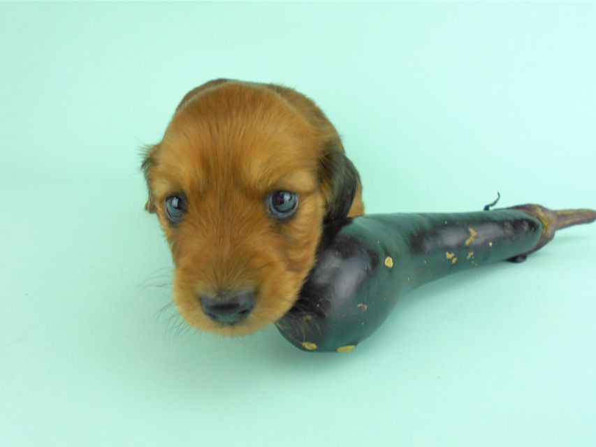 カニンヘンダックス キュリ & 竹千代の子犬 レッド 女の子(3)DSCN1327 カニンヘンダックス キュリ & 竹千代の子犬 レッド 女の子(3)