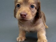 カニンヘン 子犬 クリーム　男の子 ベルサスの赤ちゃん　12/3生まれ