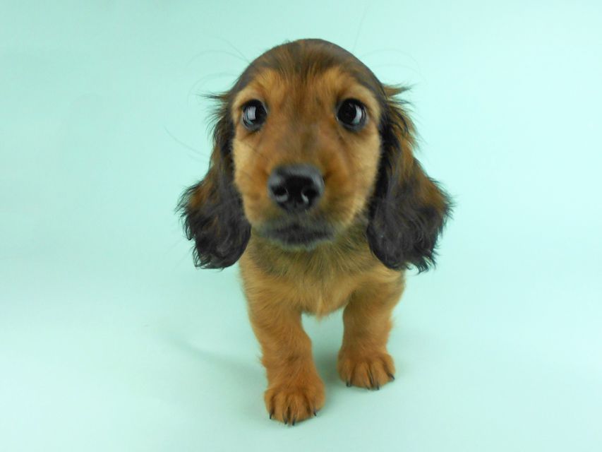 カニンヘンダックス オーロラ & たけるの子犬 レッド 男の子（1）