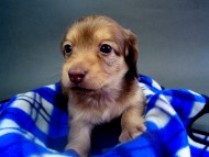 カニンヘン 子犬 クリーム　男の子 ベルサスの赤ちゃん　12/3生まれ