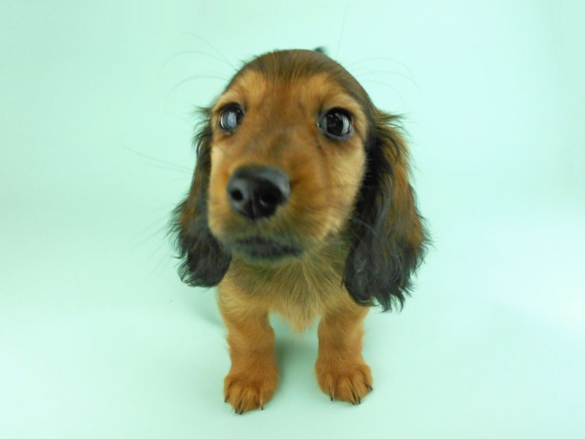 カニンヘンダックス オーロラ & たけるの子犬 レッド 男の子（1）