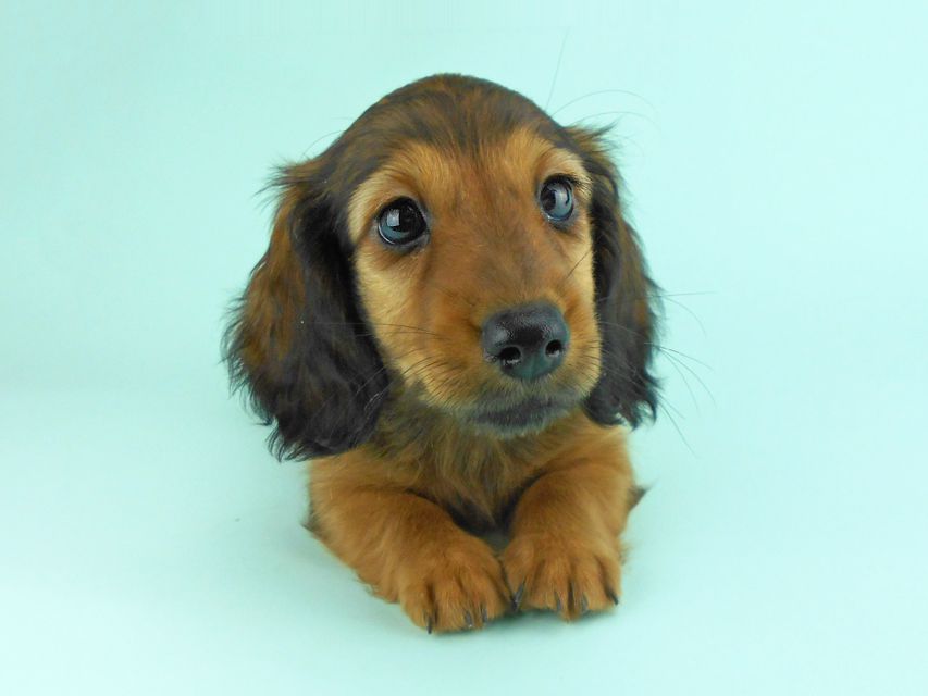 カニンヘンダックス オーロラ & たけるの子犬 レッド 男の子（1）