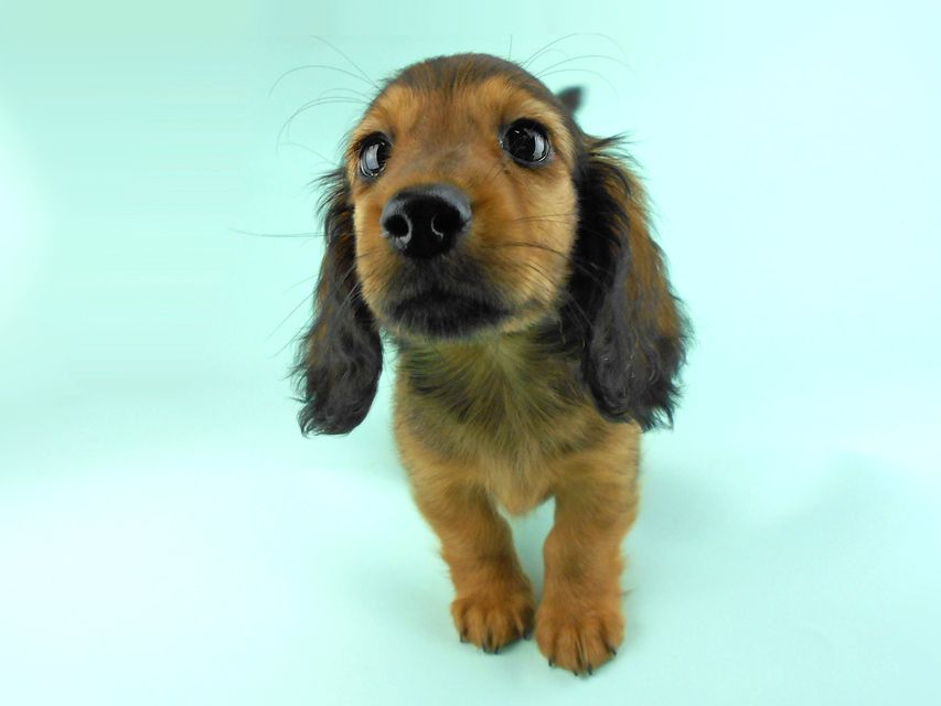 カニンヘンダックス オーロラ & たけるの子犬 レッド 男の子（1）