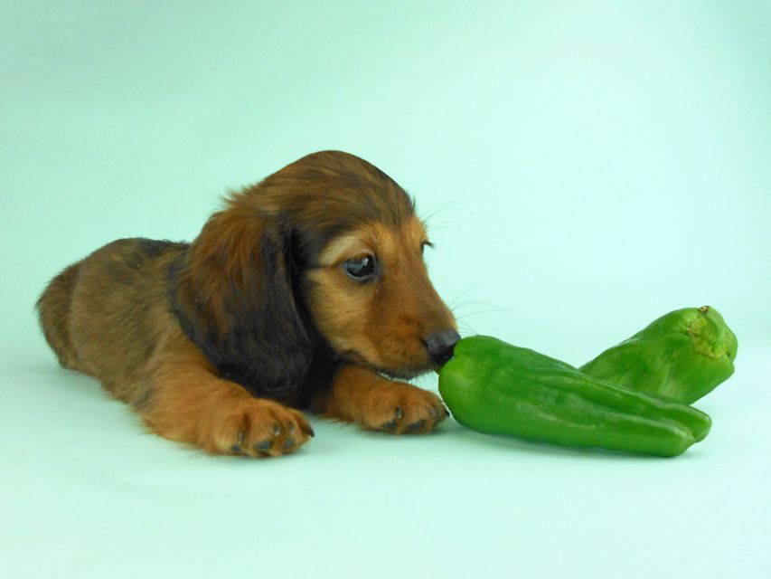 カニンヘンダックス オーロラ & たけるの子犬 レッド 男の子（1）