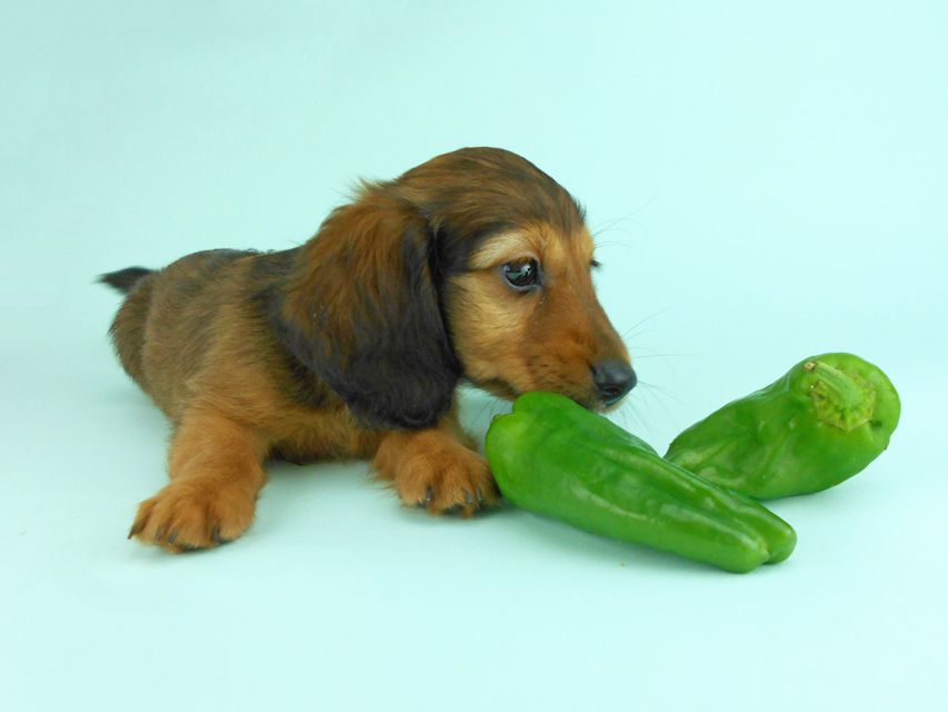 カニンヘンダックス オーロラ & たけるの子犬 レッド 男の子（1）