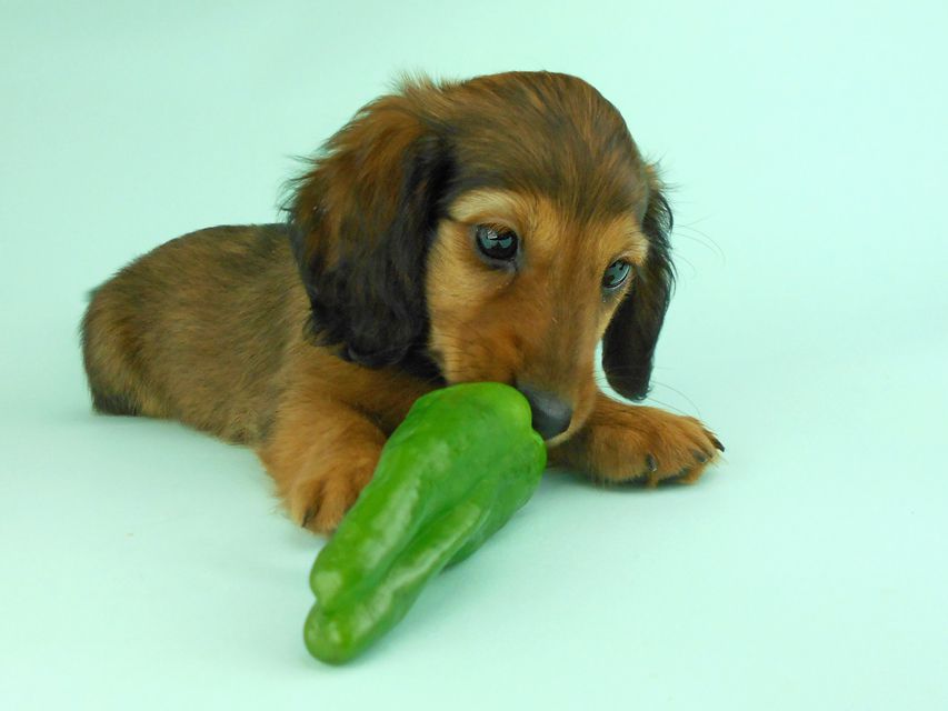 カニンヘンダックス オーロラ & たけるの子犬 レッド 男の子（1）