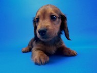 カニンヘン 子犬 シェーデットレット 静岡県・K様 カニンヘン 子犬 シェーデットレット 静岡県・K様