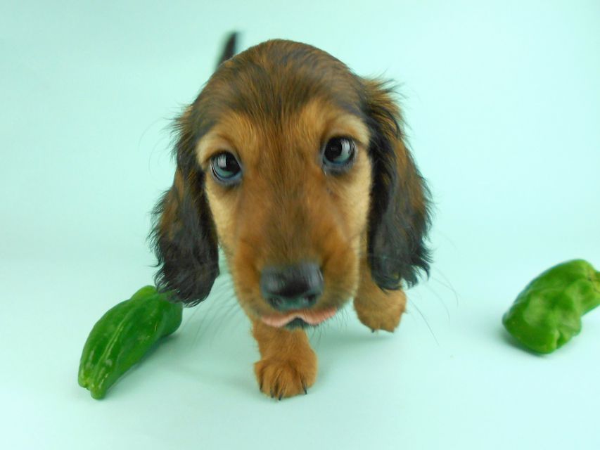 カニンヘンダックス オーロラ & たけるの子犬 レッド 男の子（1）