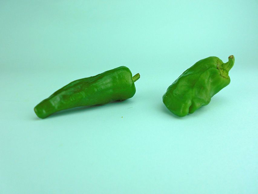 カニンヘンダックス オーロラ & たけるの子犬 レッド 男の子（1）