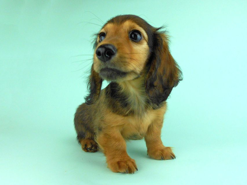 カニンヘンダックス オーロラ & たけるの子犬 レッド 男の子（2）