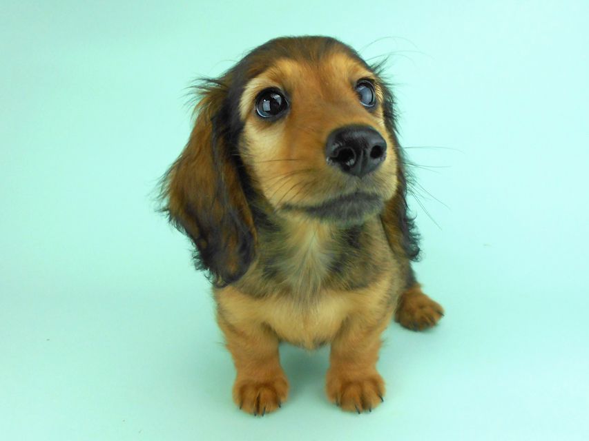 カニンヘンダックス オーロラ & たけるの子犬 レッド 男の子（2）