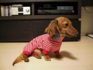 カニンヘンダックス シューデットレット アリちゃん カニンヘンダックス シューデットレット アリちゃん